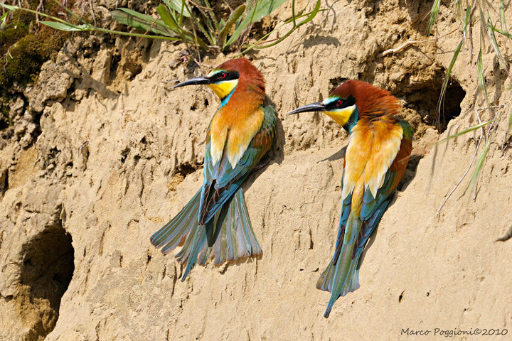 Bee-Eaters