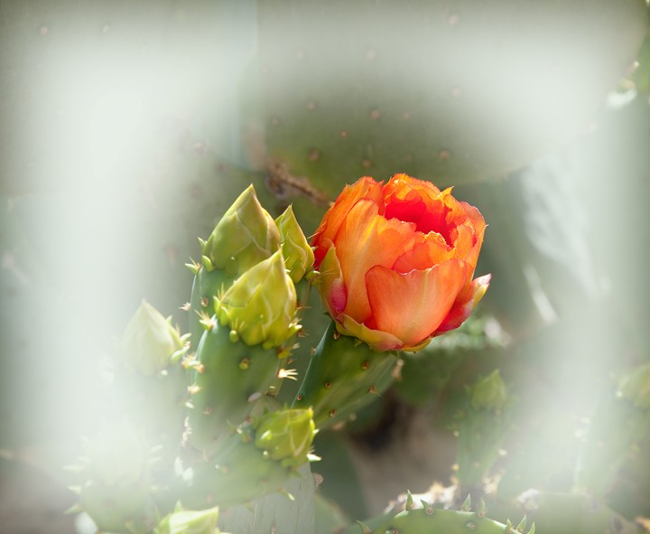 Texas Prickly Pear 