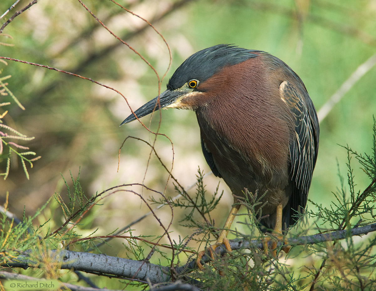 Green Heron