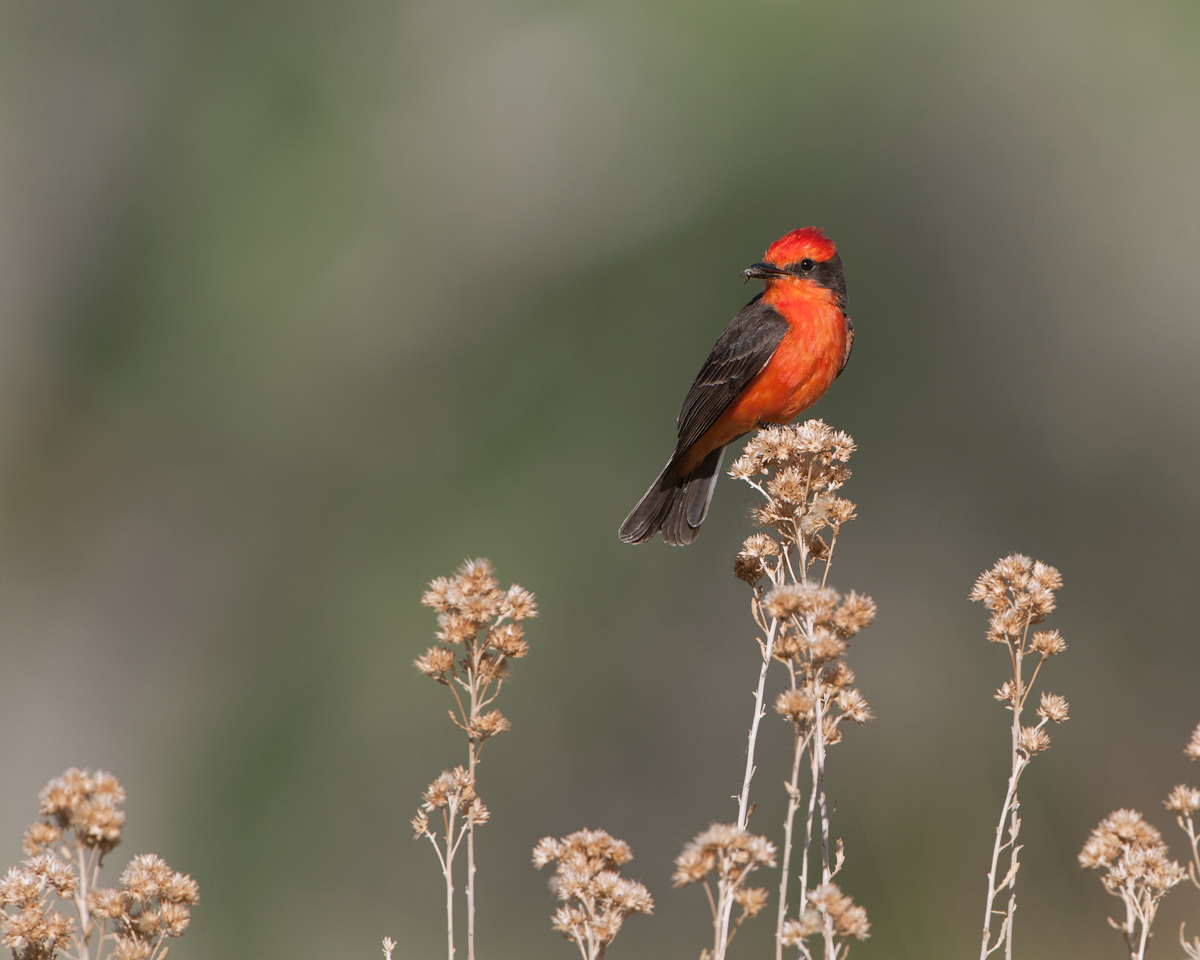 Vermilion Flycatcher