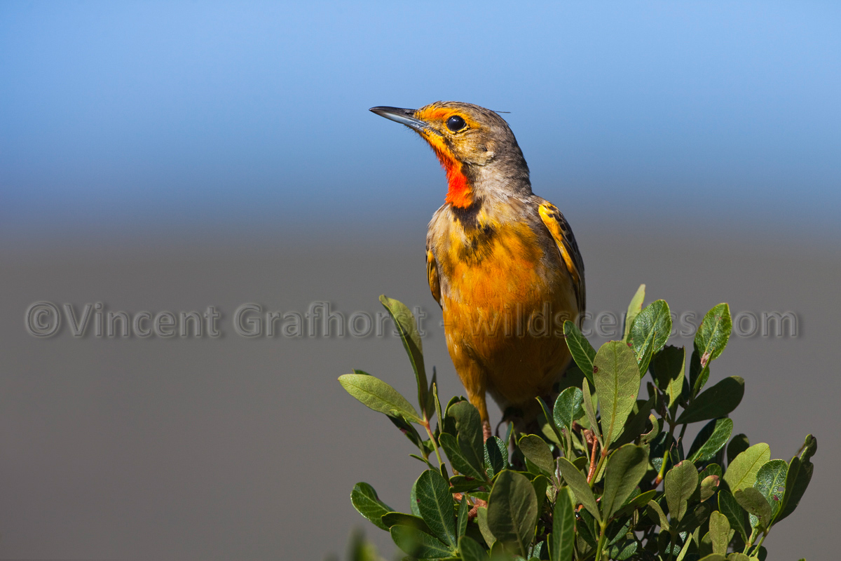Orange-throated Longclaw