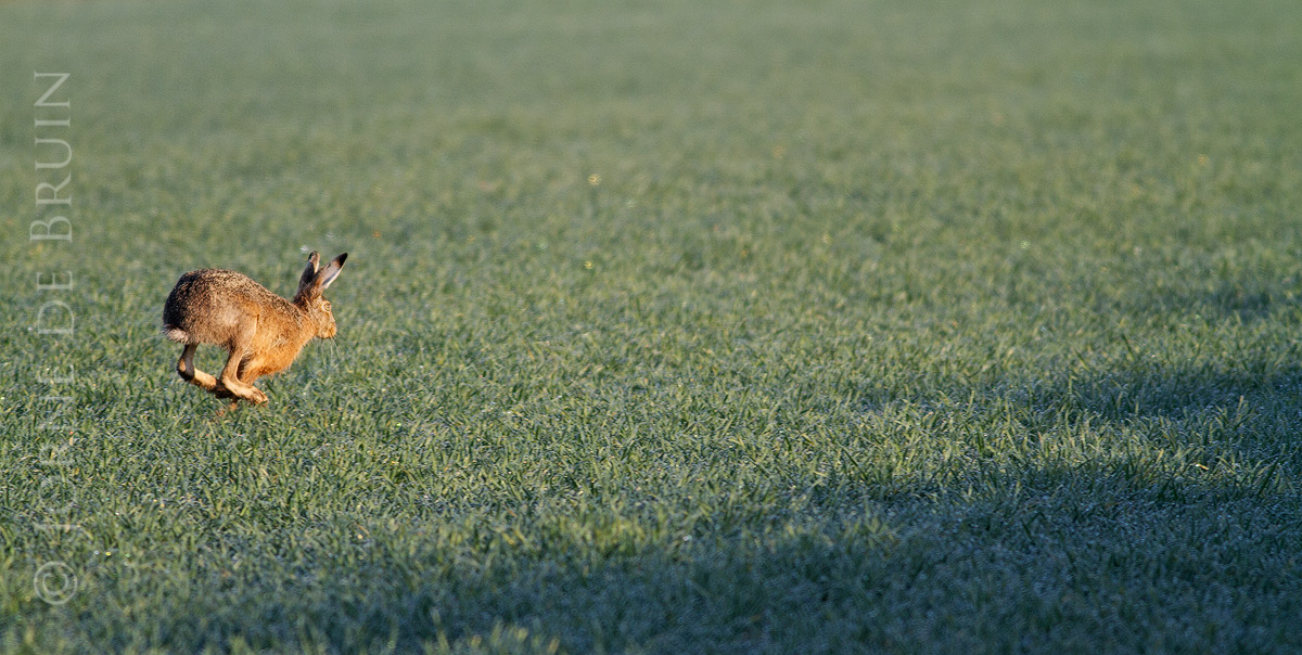 Hare in flight