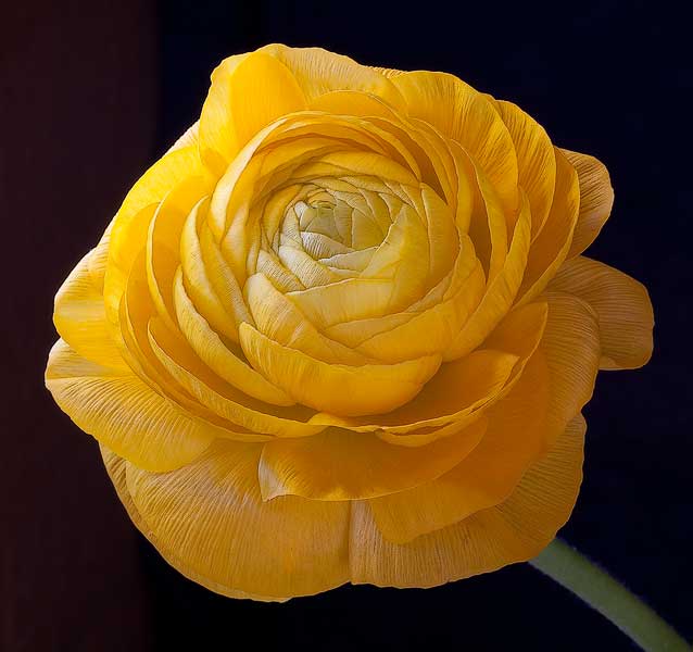 Ranunculus #4
