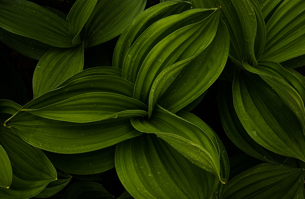 Veratrum (revisited)
