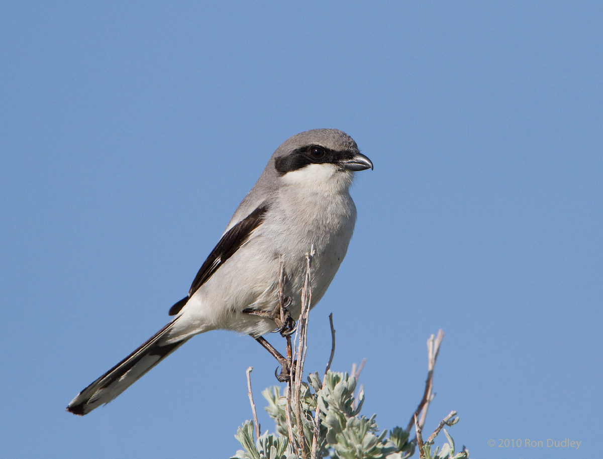 Loggerhead Shrike