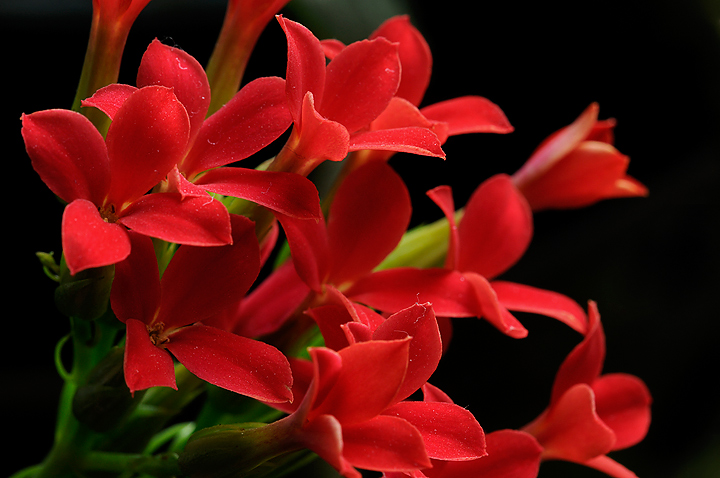 Red Miniatures