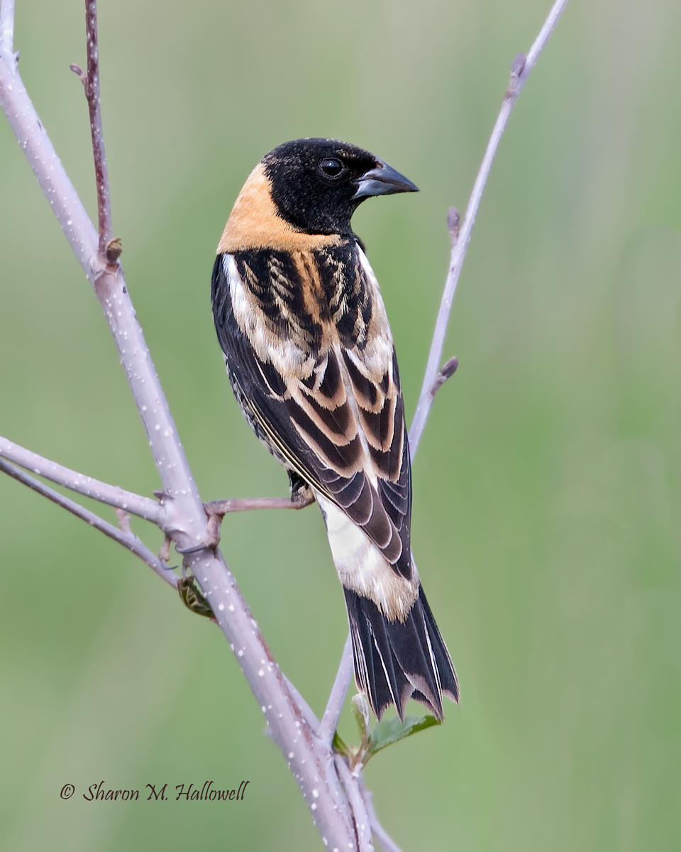 Bobolink 2