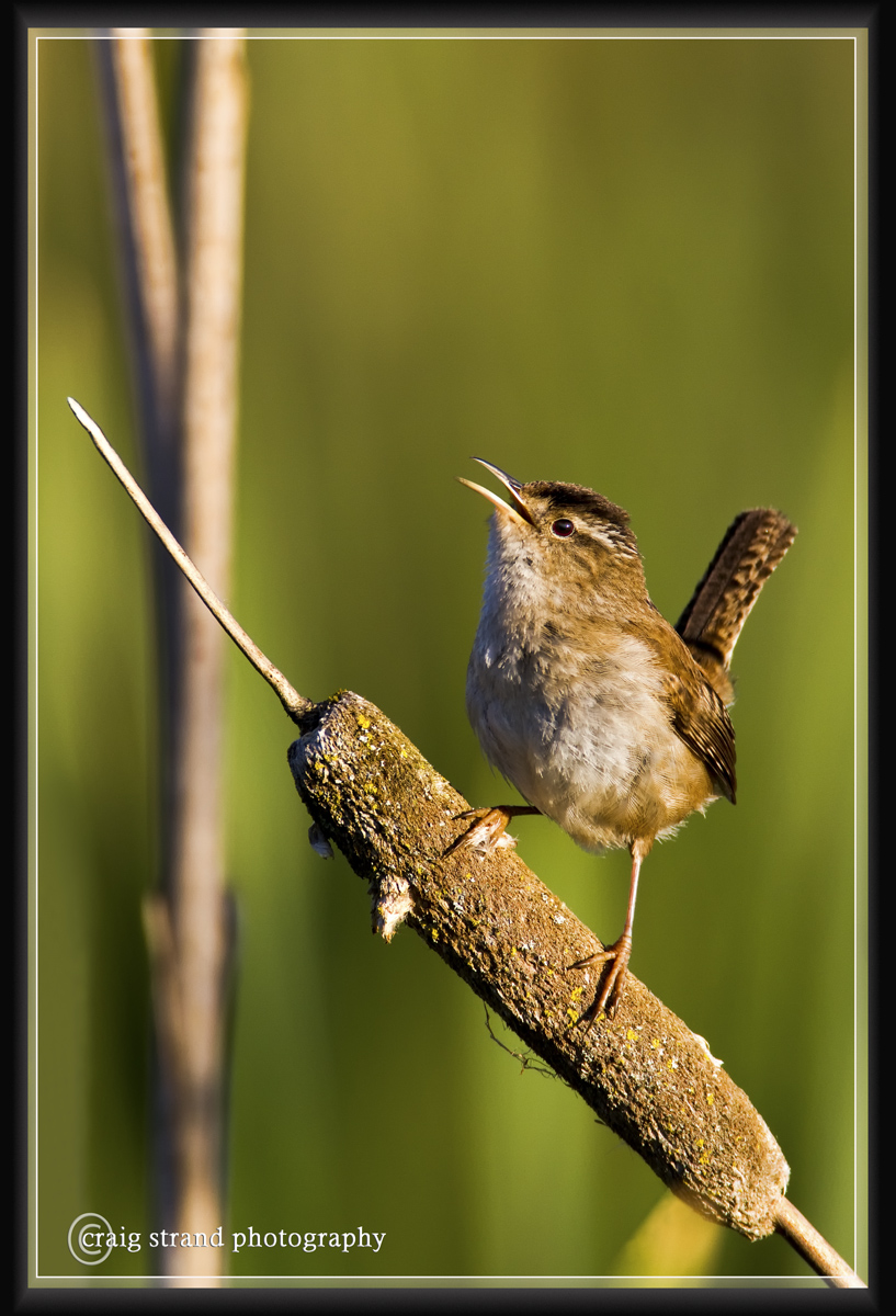 Marsh Wren w/Repost