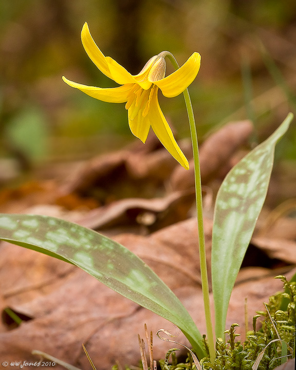 Trout Lily
