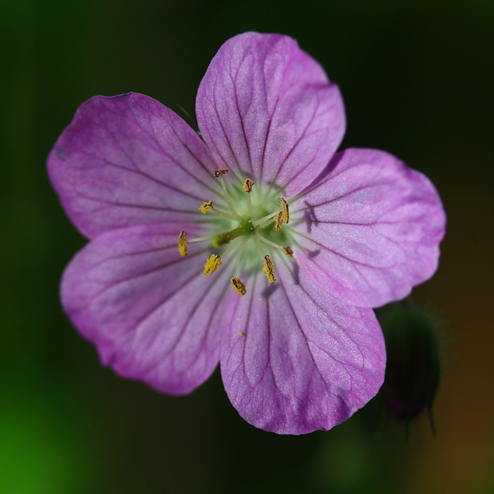 Wild Geranium