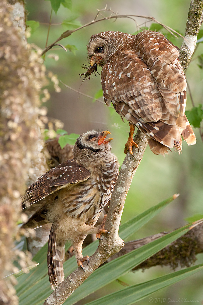 Barred Owls