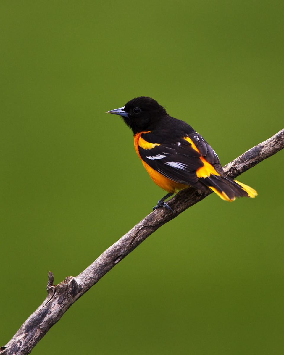 Baltimor Oriole