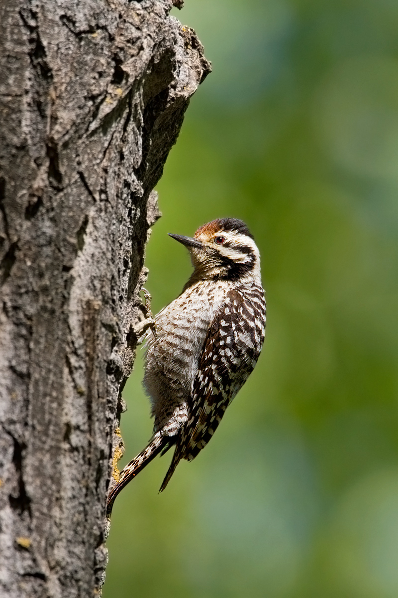 Ladder-backed Woodpecker