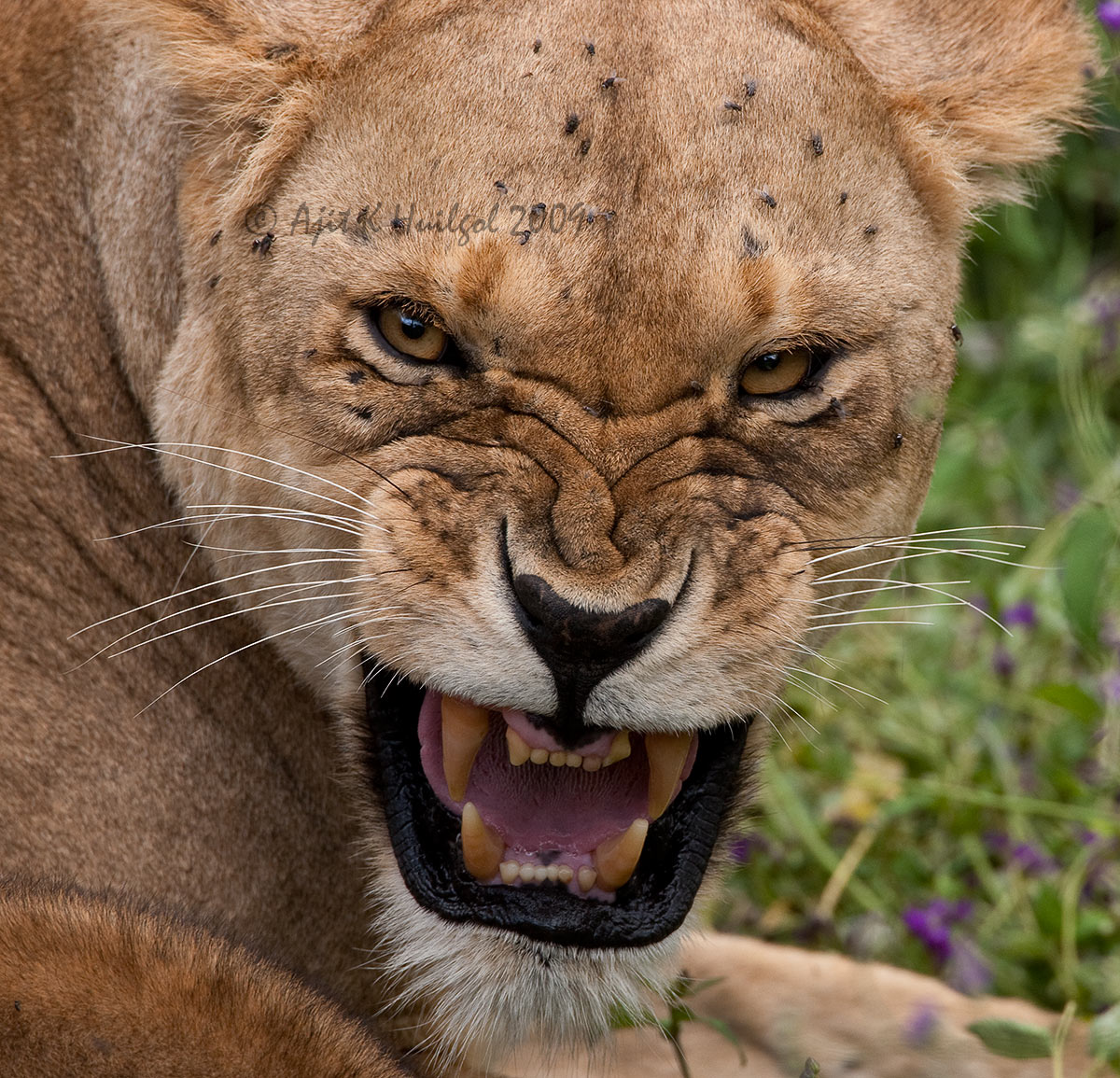 Angry lioness!
