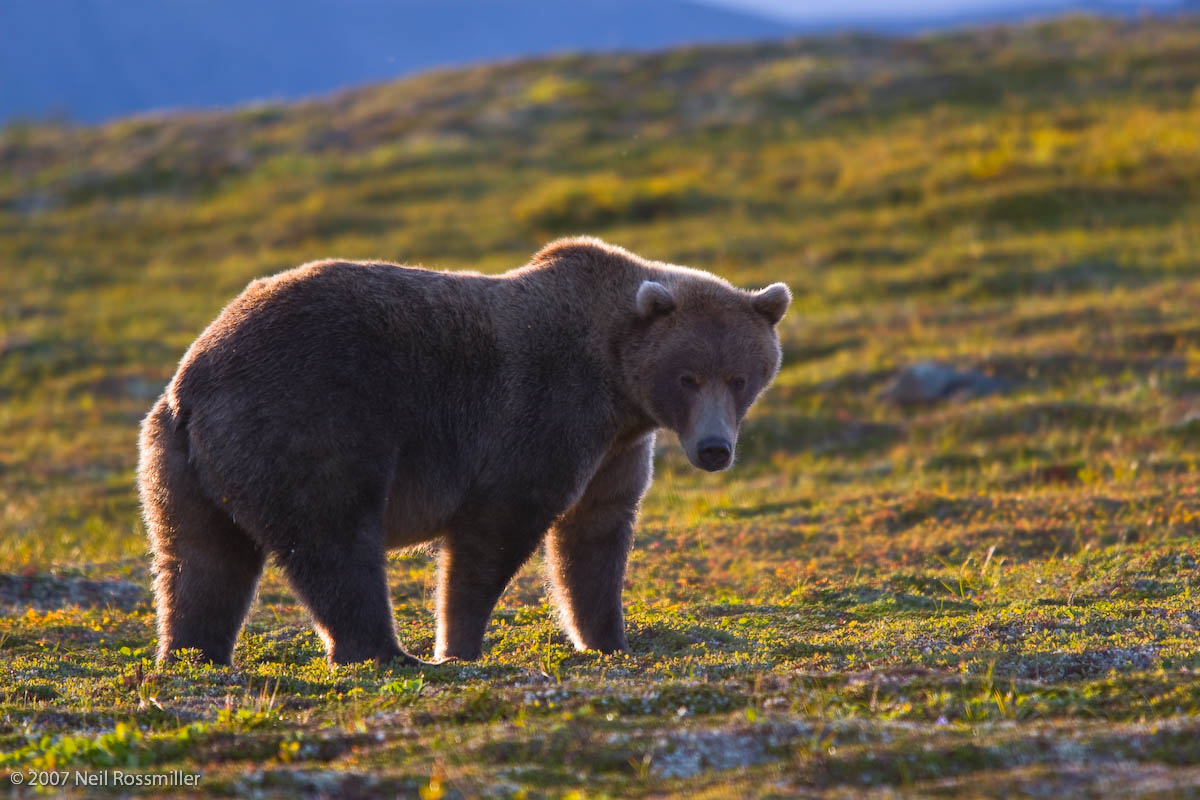 Bear Sunrise+Repost