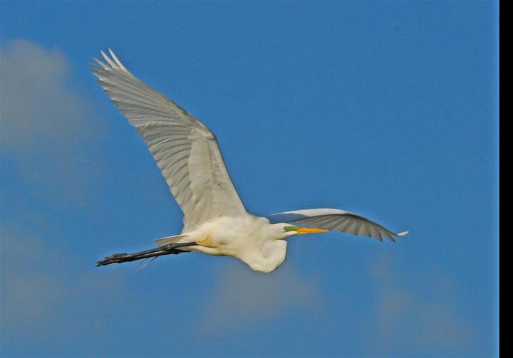Great Egret 