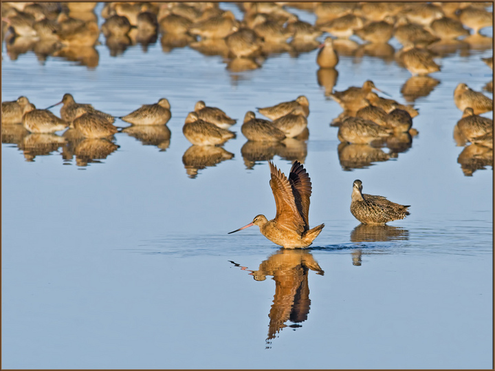 The "Early Bird" 