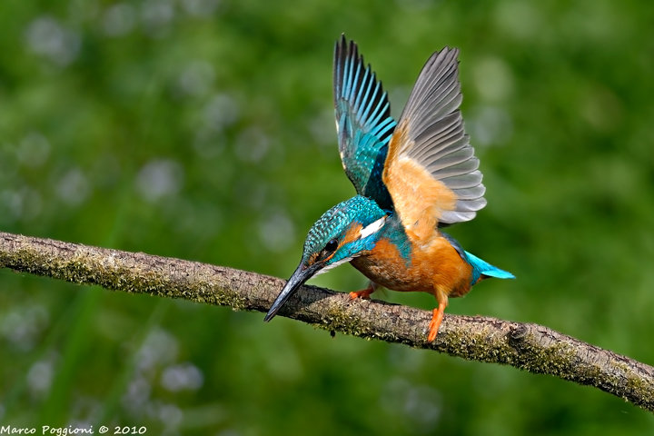 Common Kingfisher