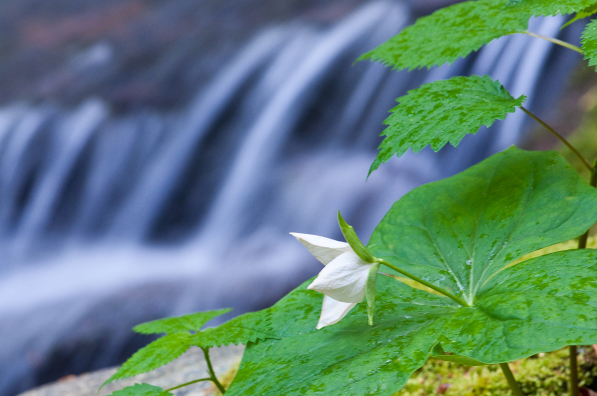 Mountain Trillium