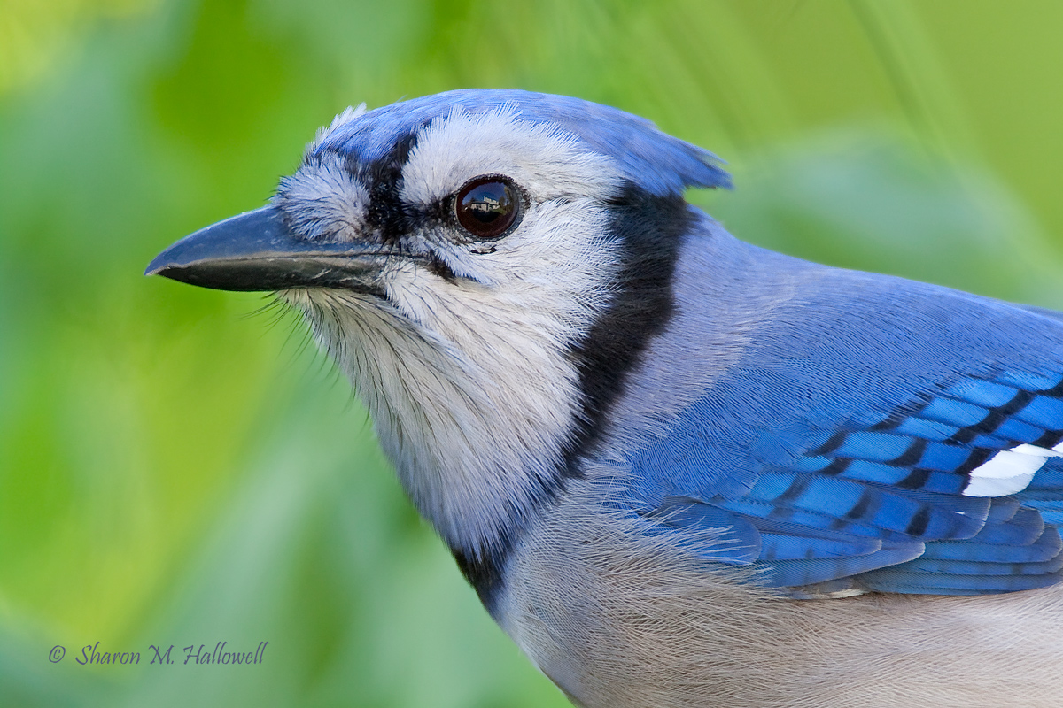 Blue Jay Portrait