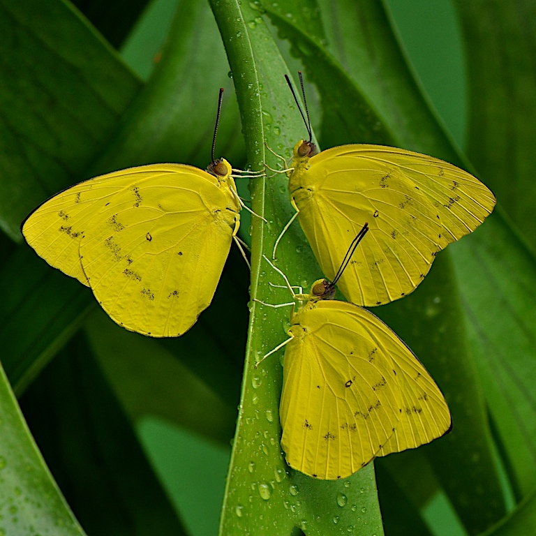 yellow trio