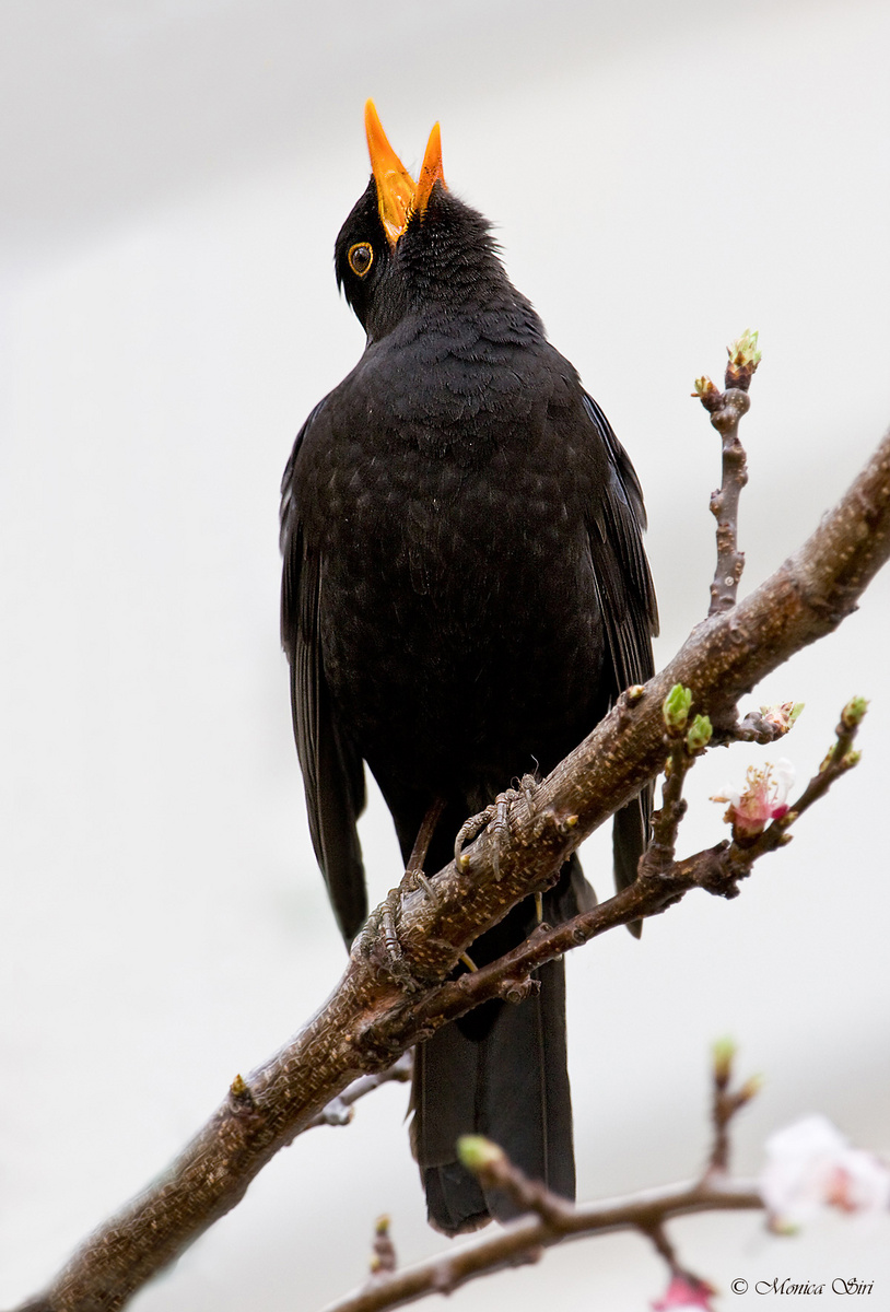 Turdus Merula