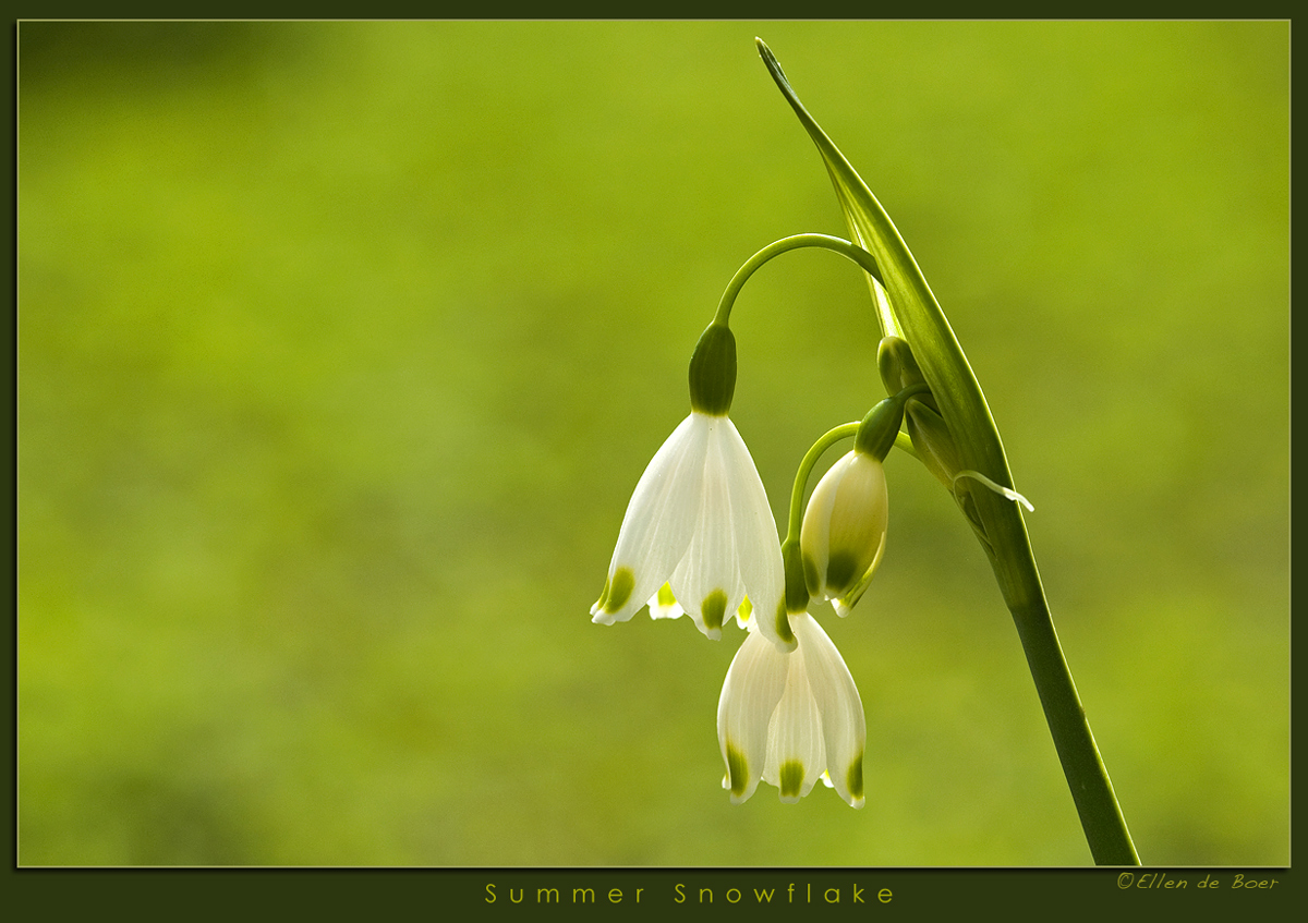 Summer Snowflake