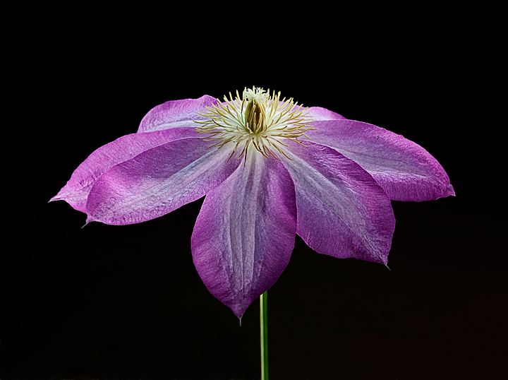 Clematis
