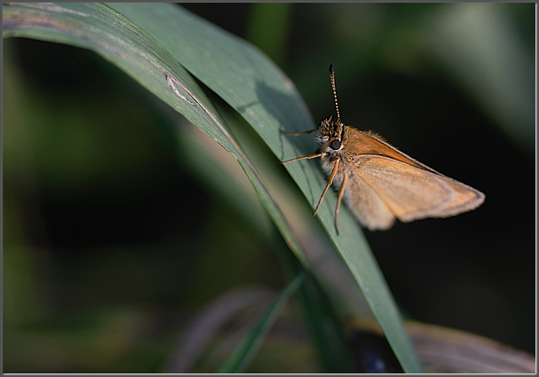 A skipper