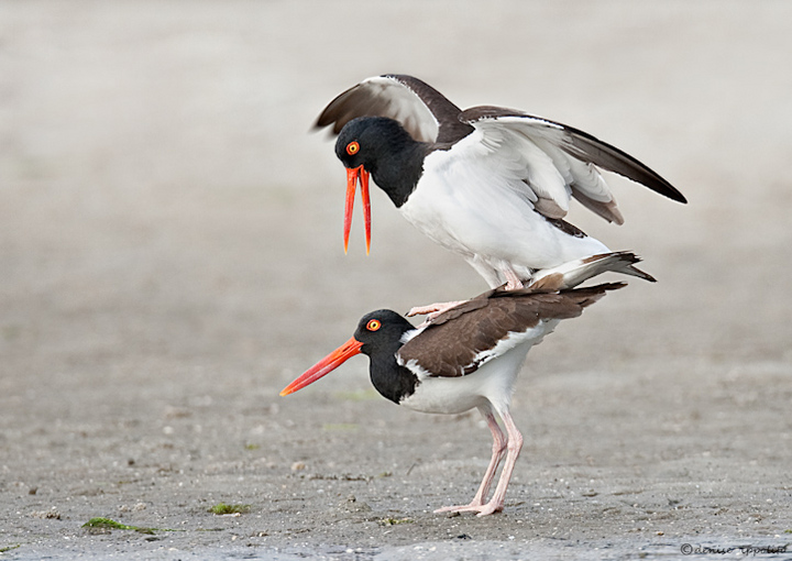 Oystercatchers