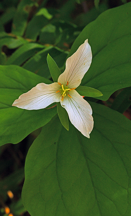 Trillium