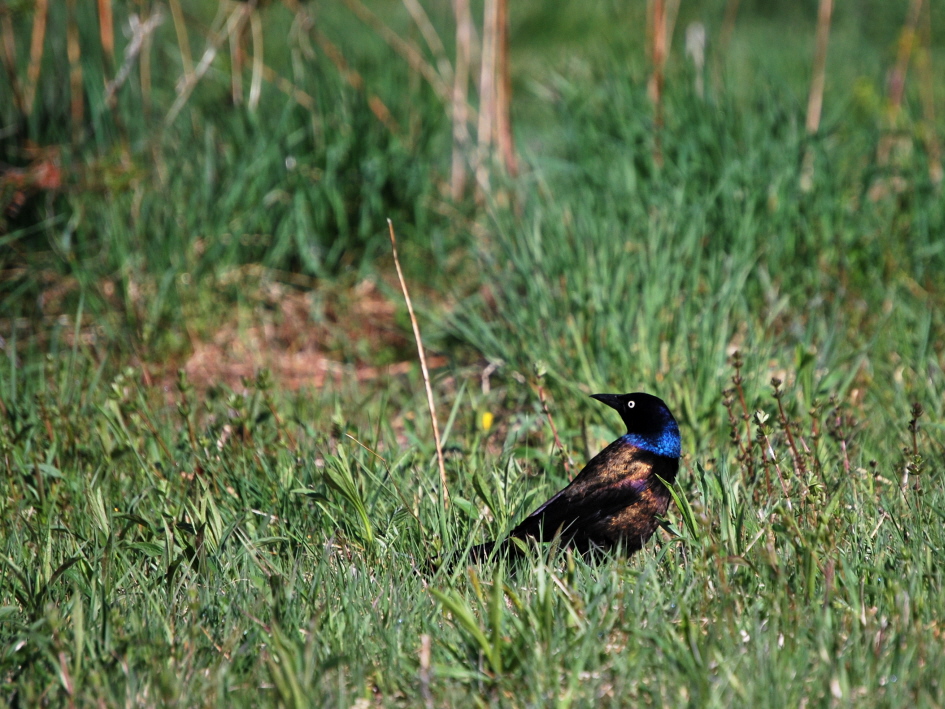 The Reverse Grackle