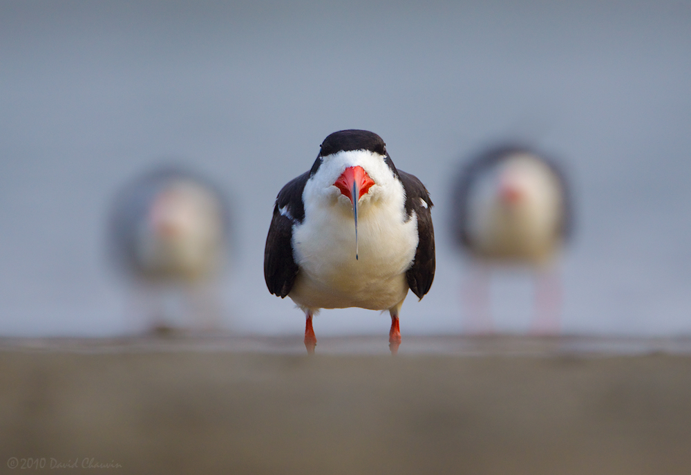 Black Skimmers