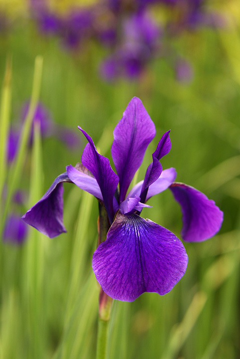 Iris