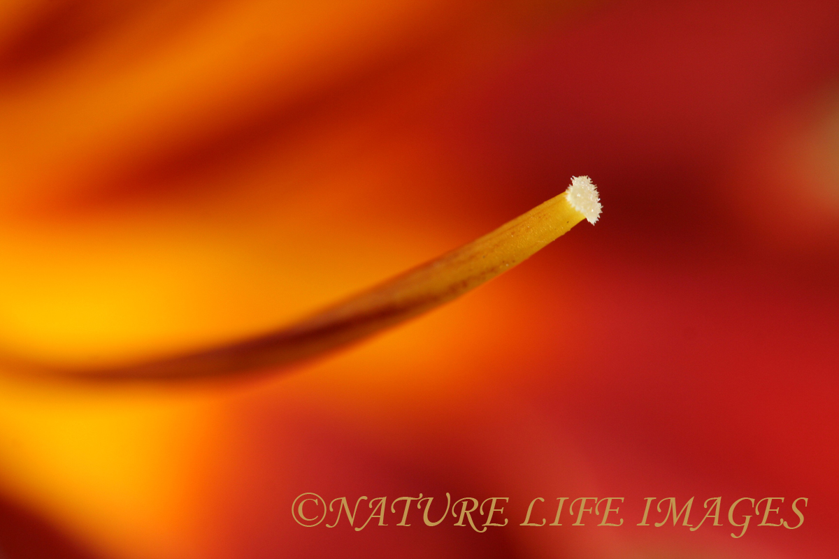 From Within