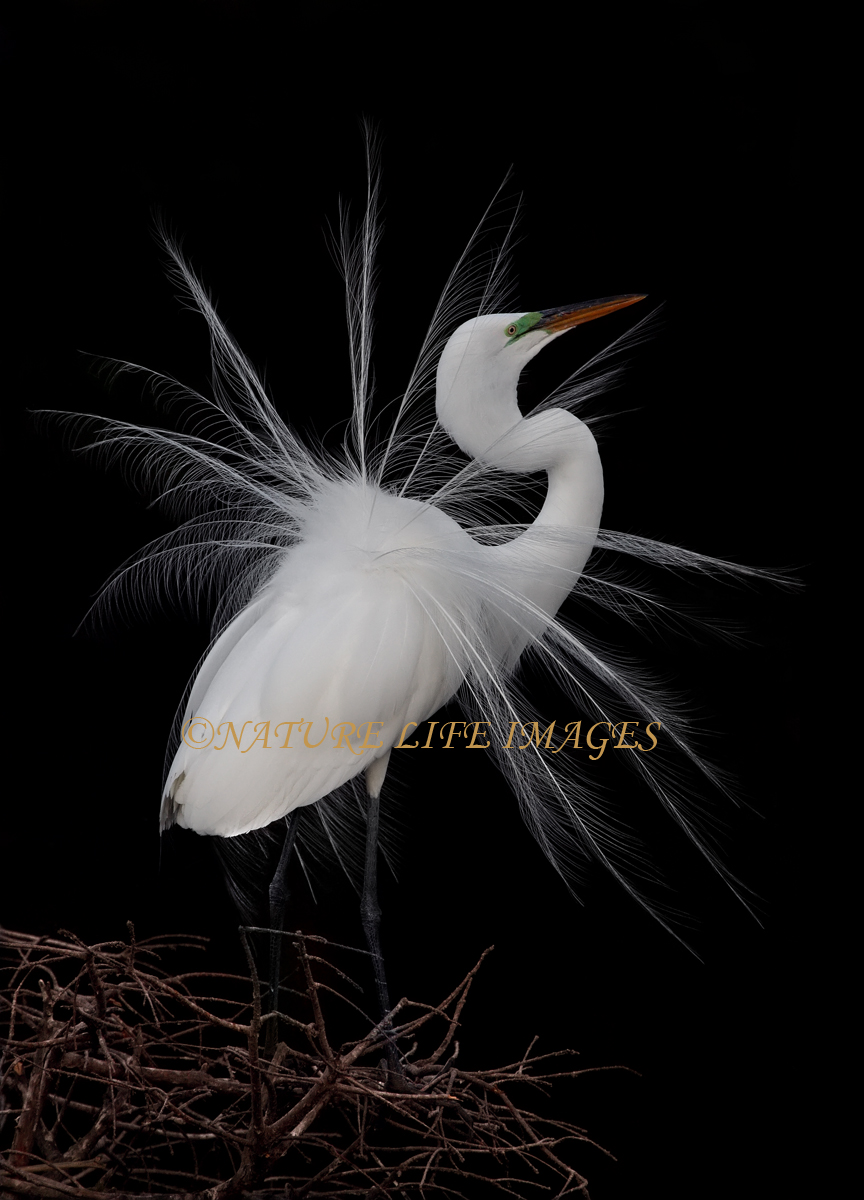 Egret on Black 4
