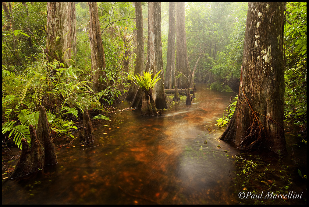 In the Downpour
