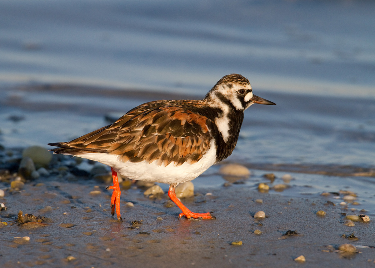 Ruddy Turnstone