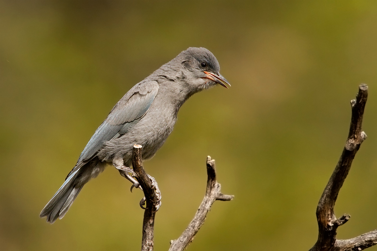 Fledgling Pinyon Jay