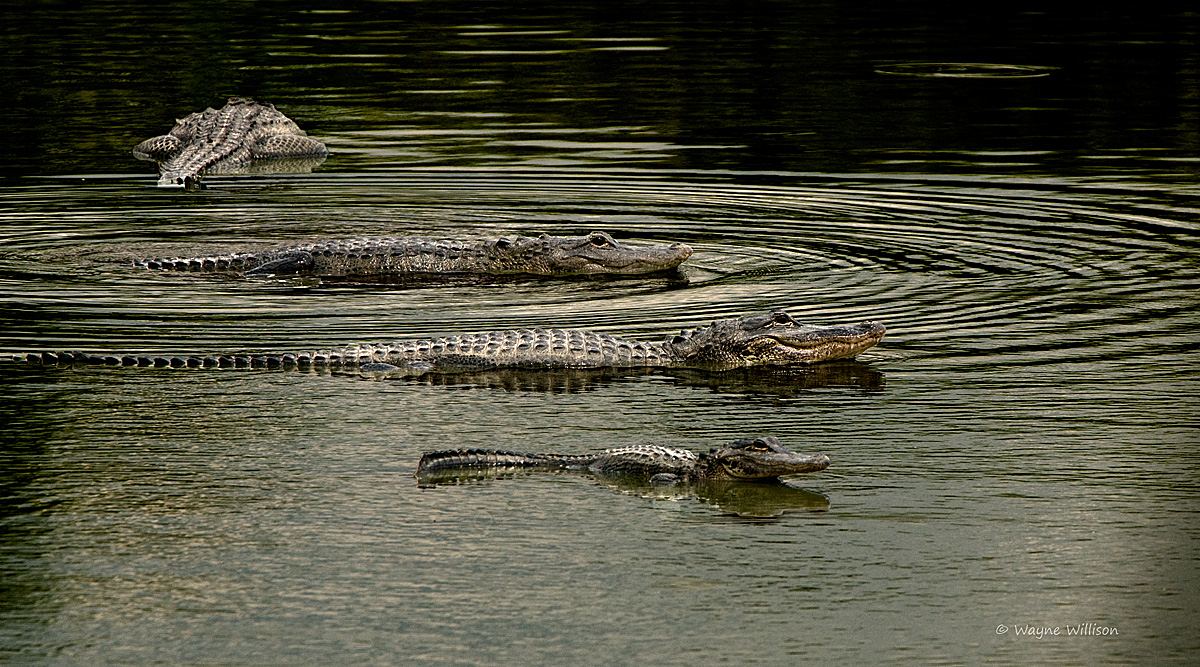 The Swimmers