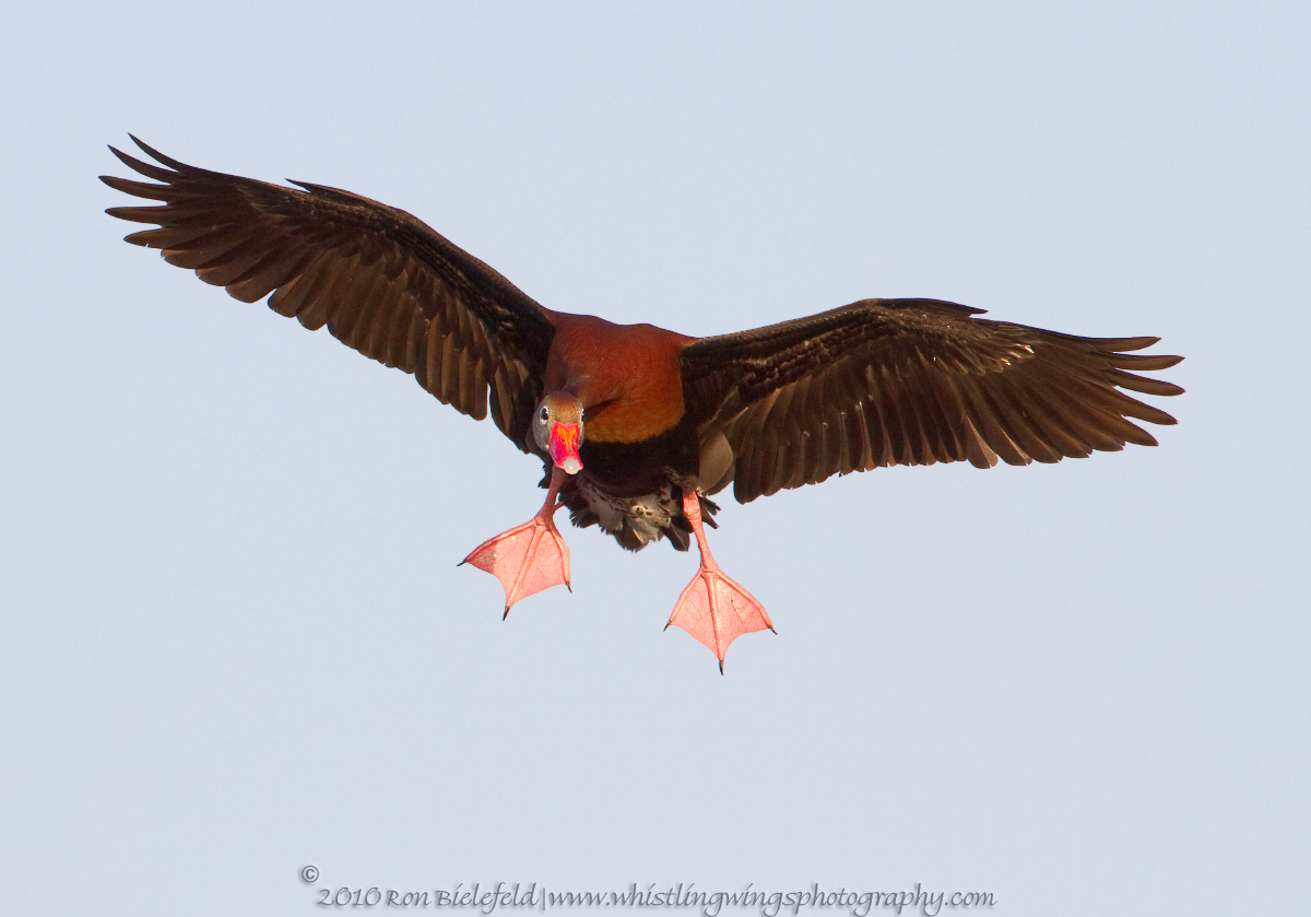 BB whistling duck