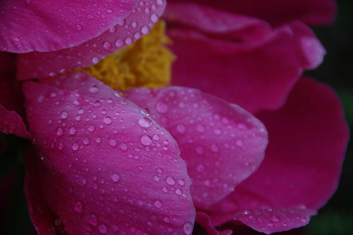 Raindrops on Peony