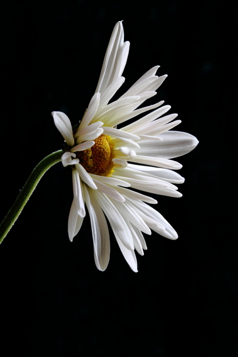 Daisy