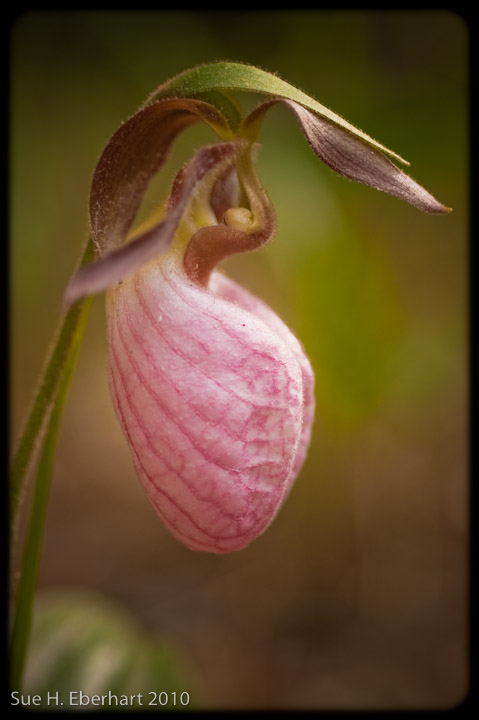Lady Slipper