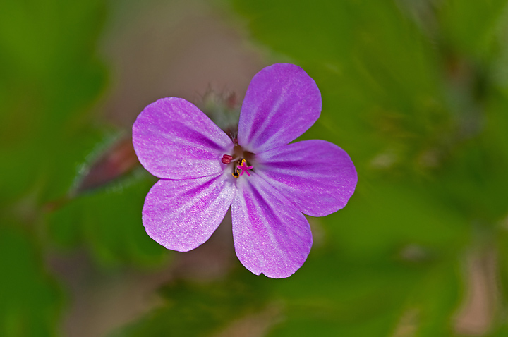 Wild Geranium? + Repost