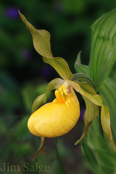 Yellow Lady Slipper...
