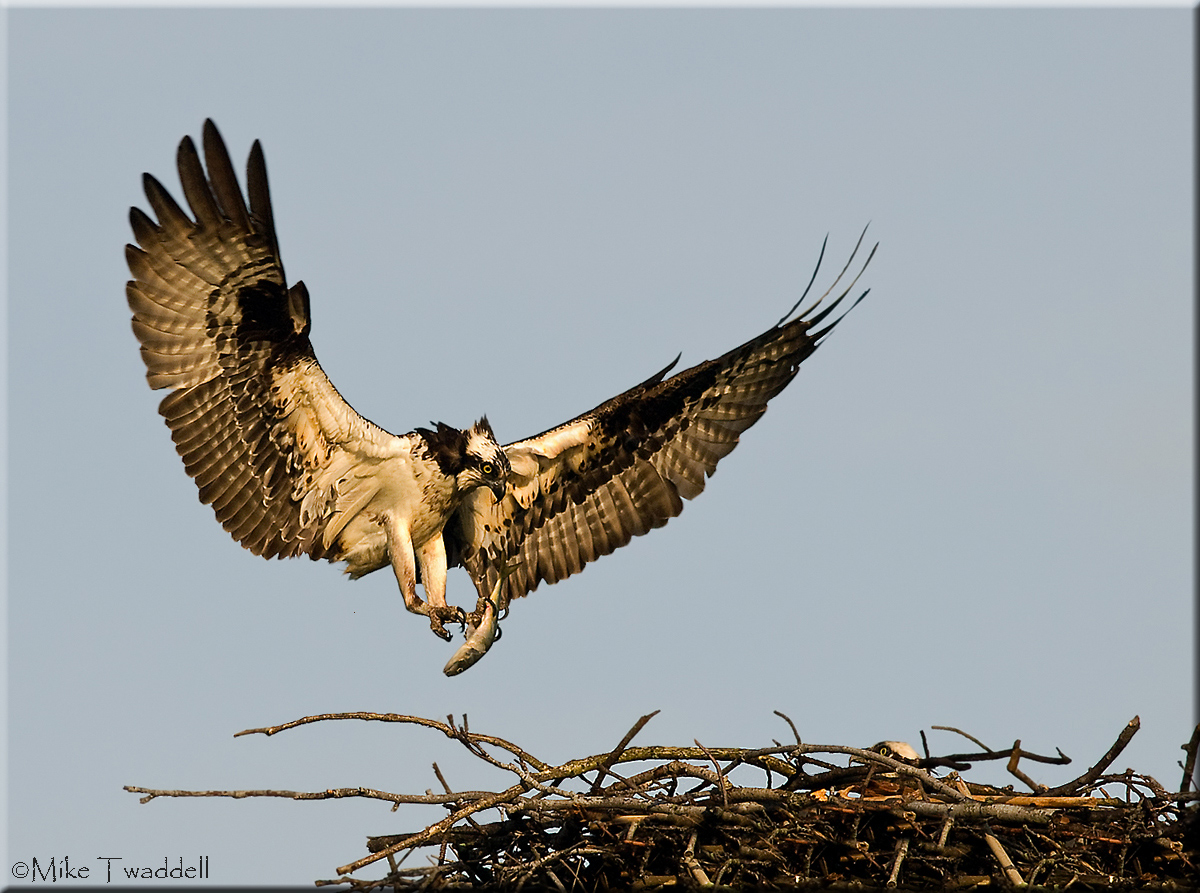 Osprey+ repost