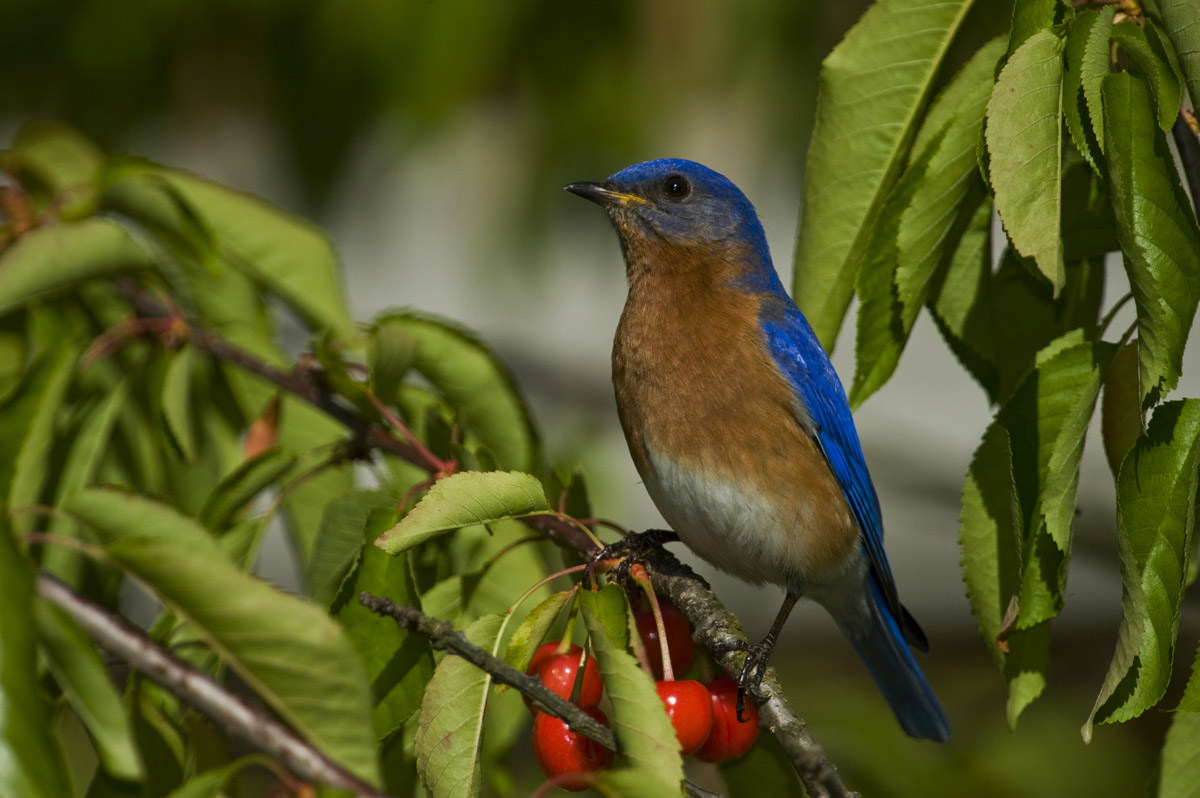 Eastern Bluebird