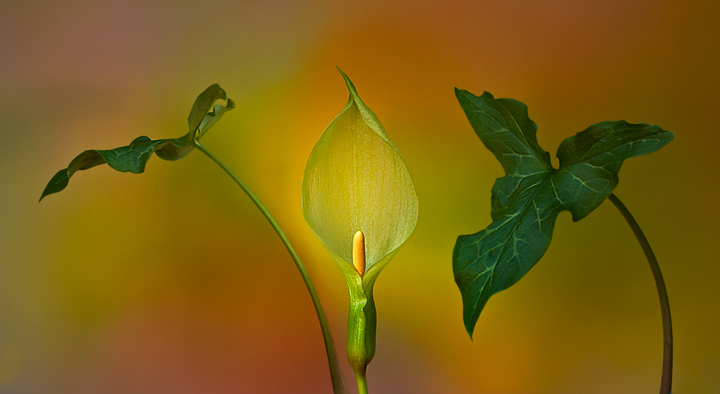 Arum Maculatum