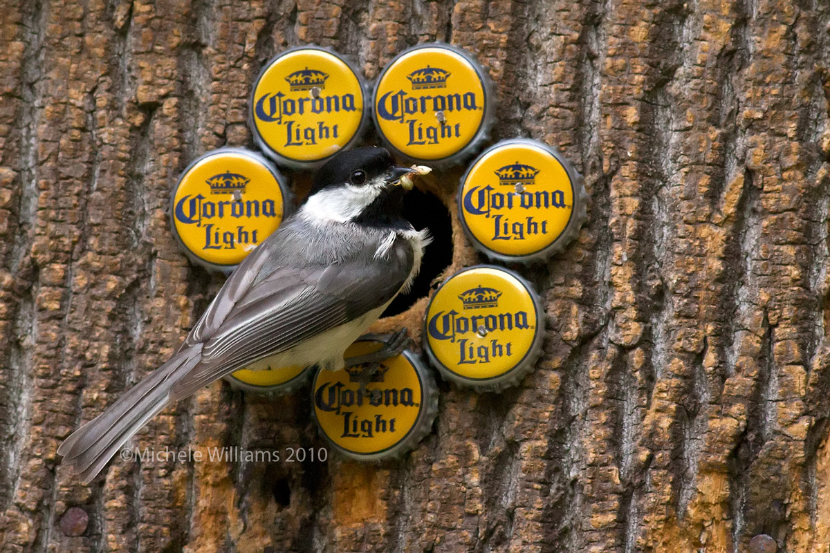 Chickadee and Ant